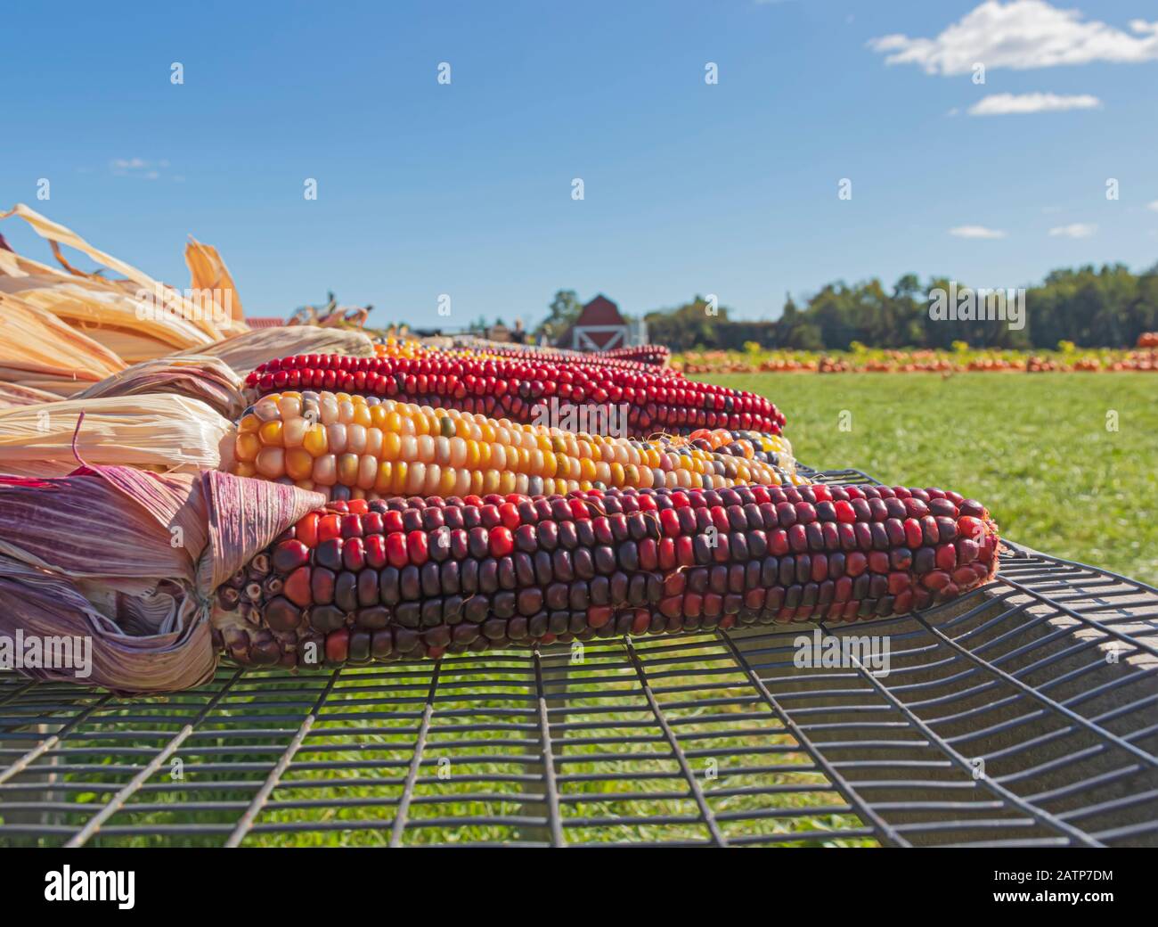 Mais indiano decorativo in esposizione presso l'azienda agricola Foto Stock