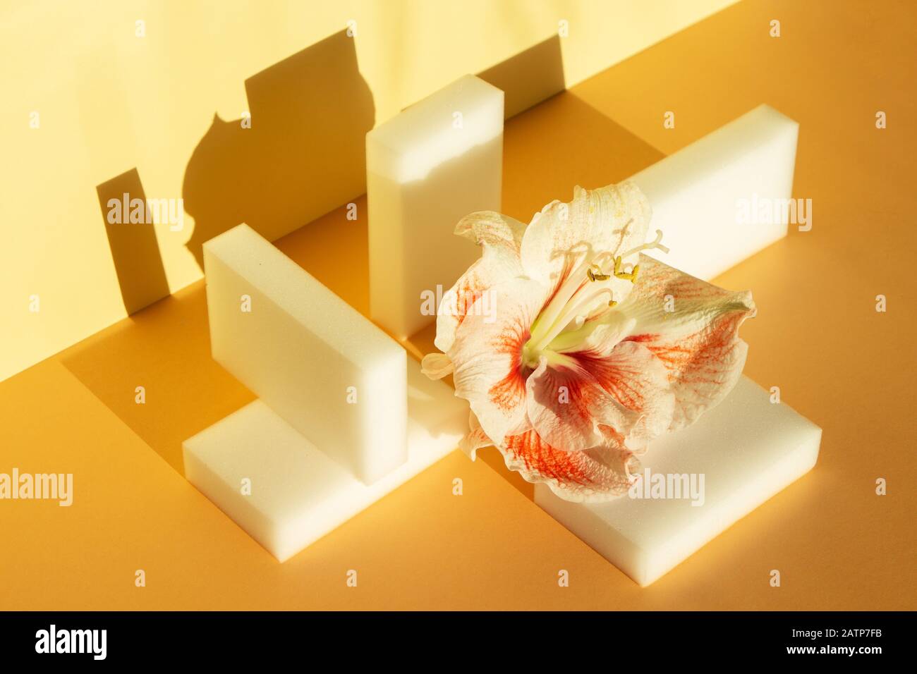 Composizione geometrica contemporanea con ibisco floreale e mano d'ombra sul muro. Colore giallo pastello e arancione. Foto Stock