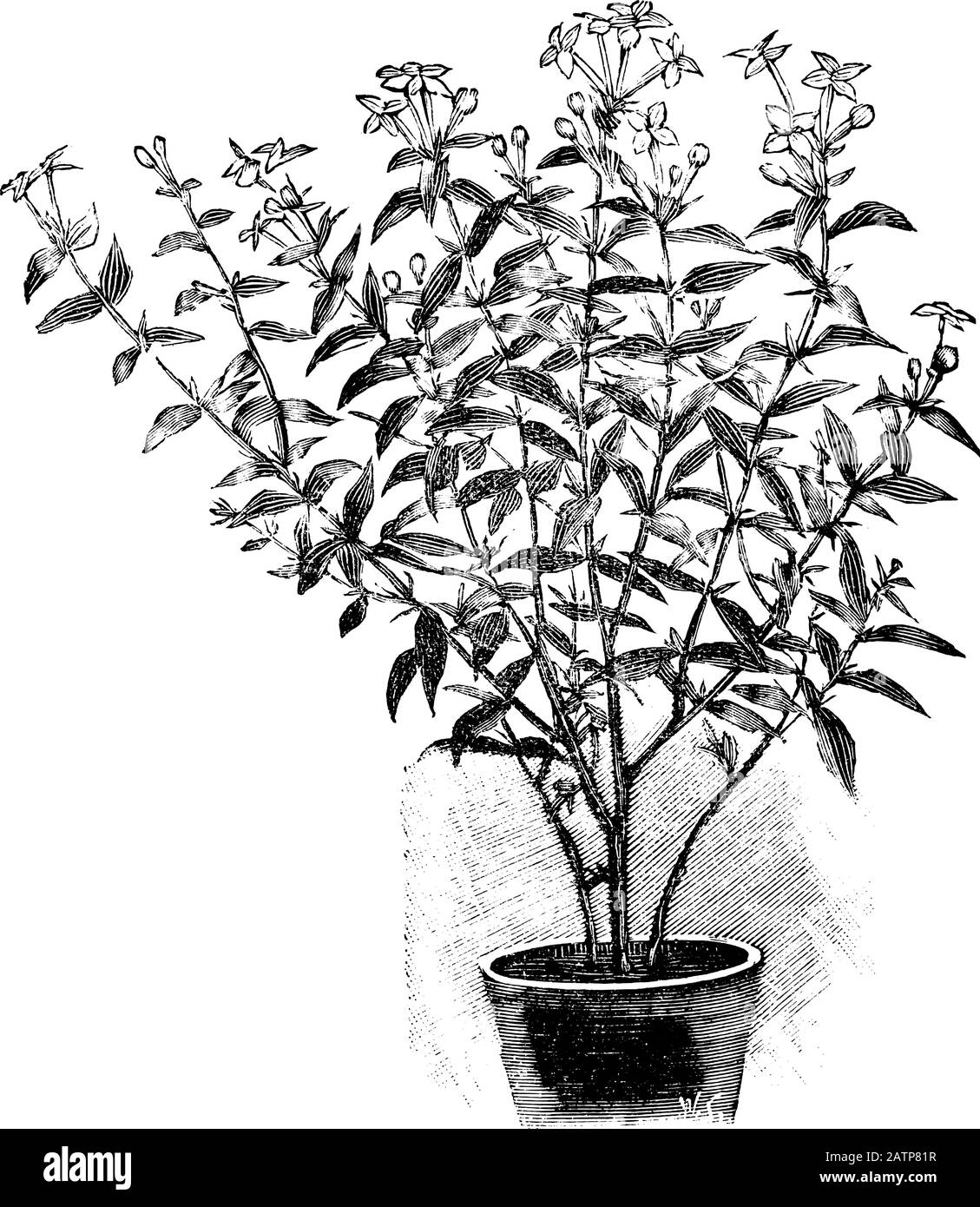 Antica linea d'arte vintage illustrazione, incisione o disegno di fiore Boovardia pianta o fiore in vaso. Da prenotare Piante in camera, Praga, 1898. Illustrazione Vettoriale