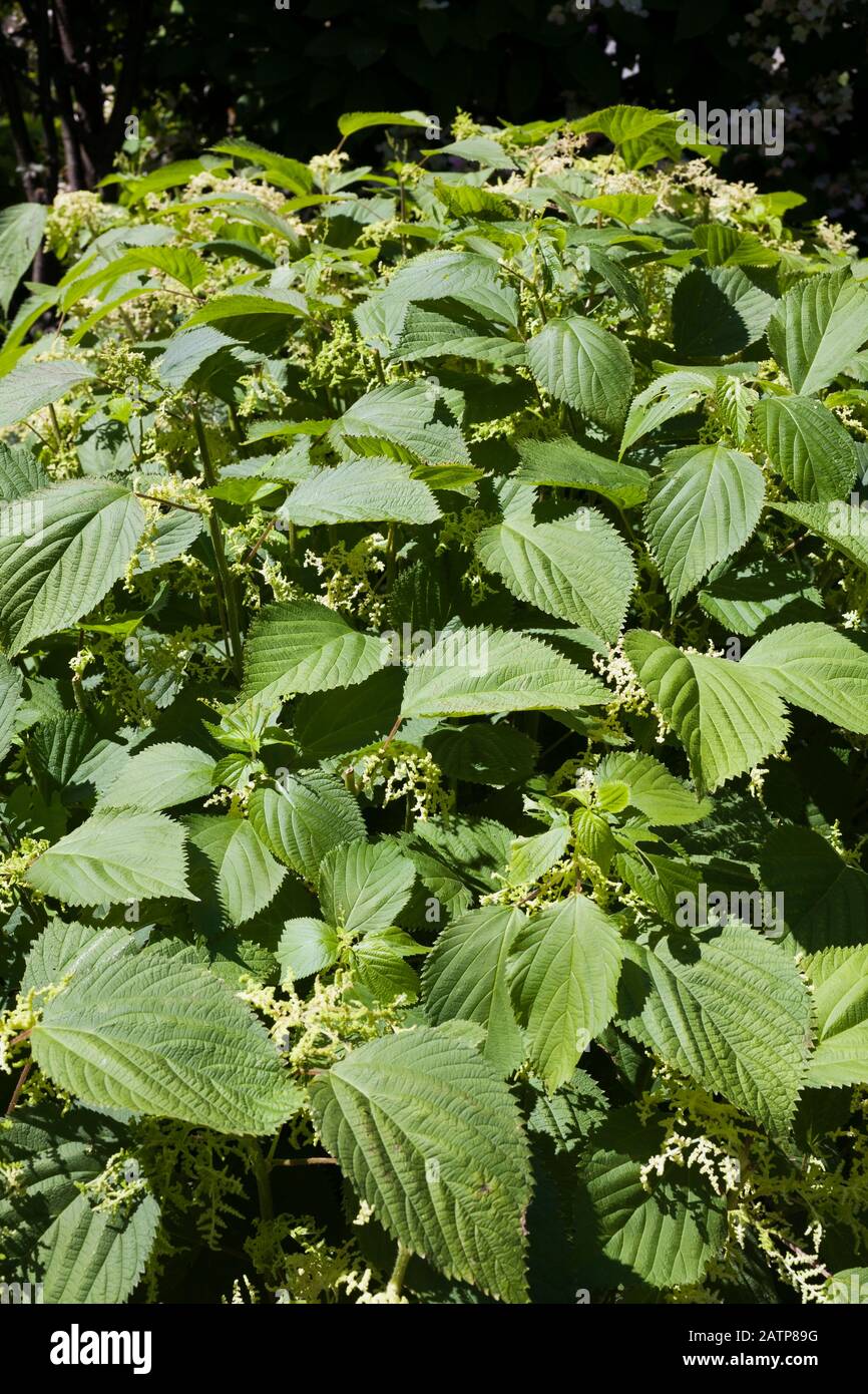 Laortea canadensis - pianta velenosa di legno di ortica in estate Foto Stock