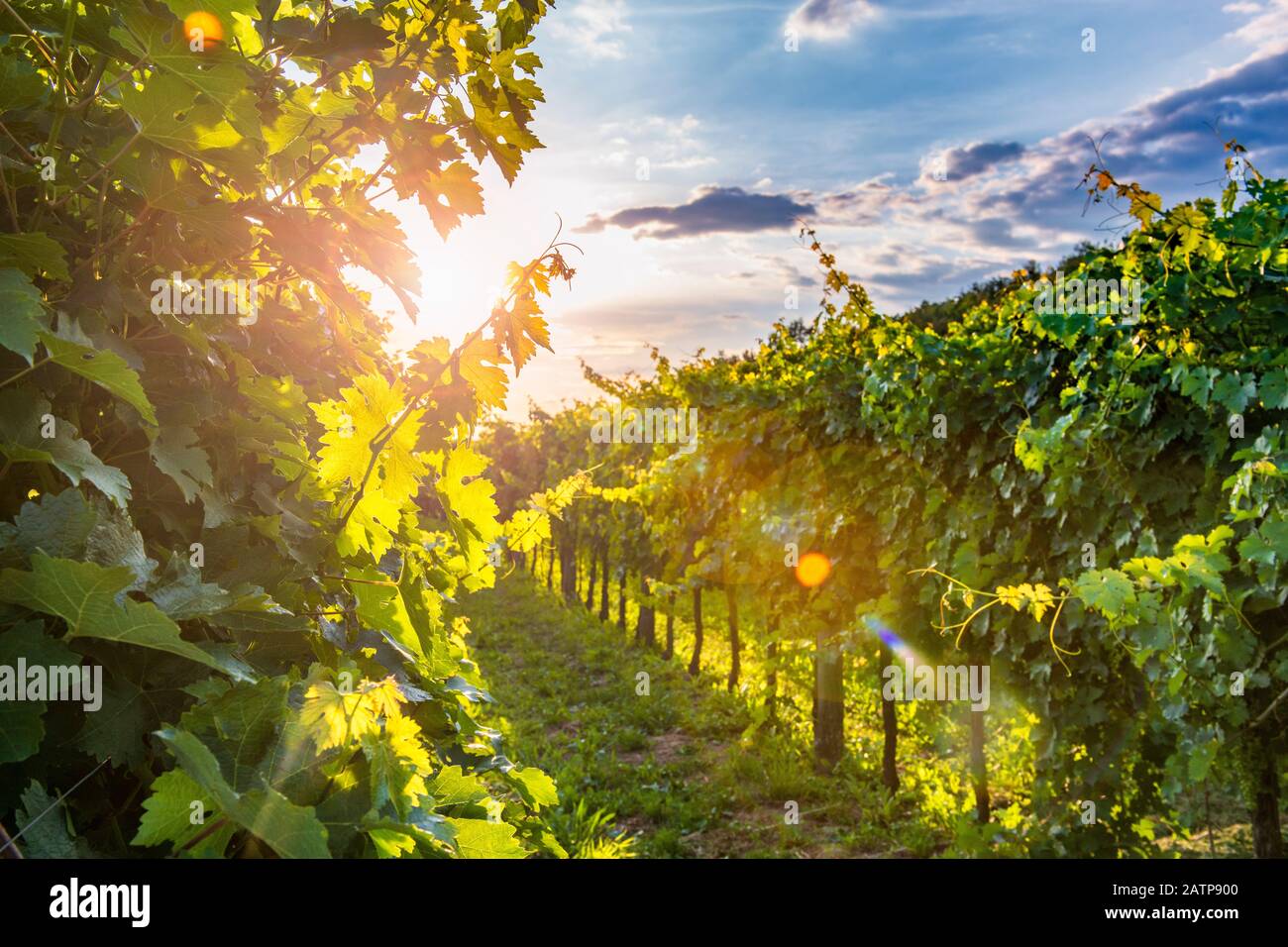 Vigneto soleggiato nella Valle di Vipava, Slovenia. Serata nella campagna slovena. Foto Stock