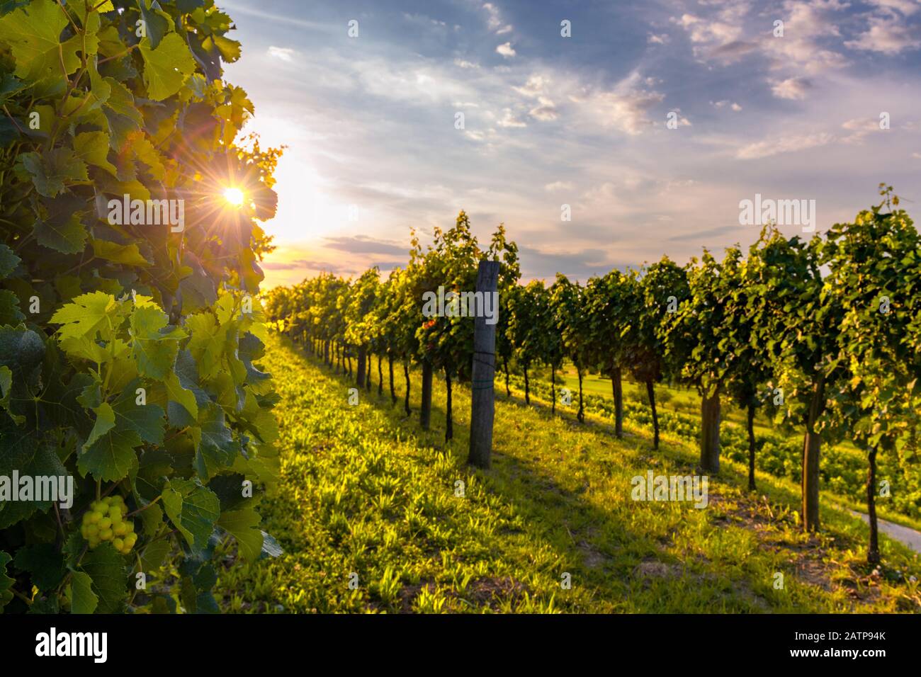 Bei vigneti della valle di Vipava, Slovenia al tramonto. Serata nella campagna slovena. Messa a fuoco selettiva sul primo piano Foto Stock