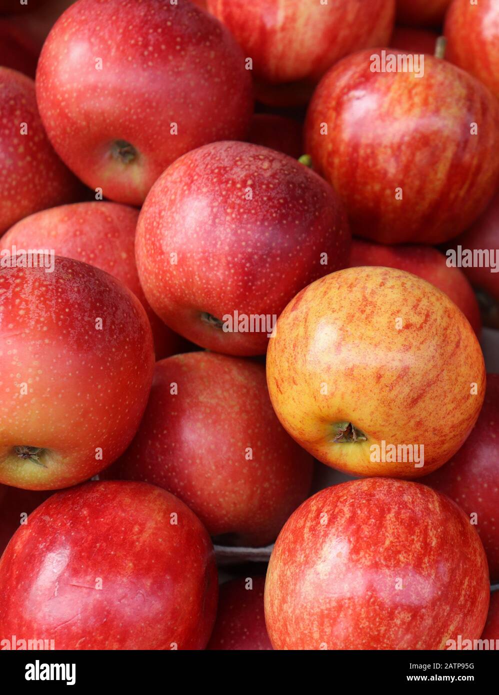 Mele in un negozio di frutta. Un sacco di mele Foto Stock