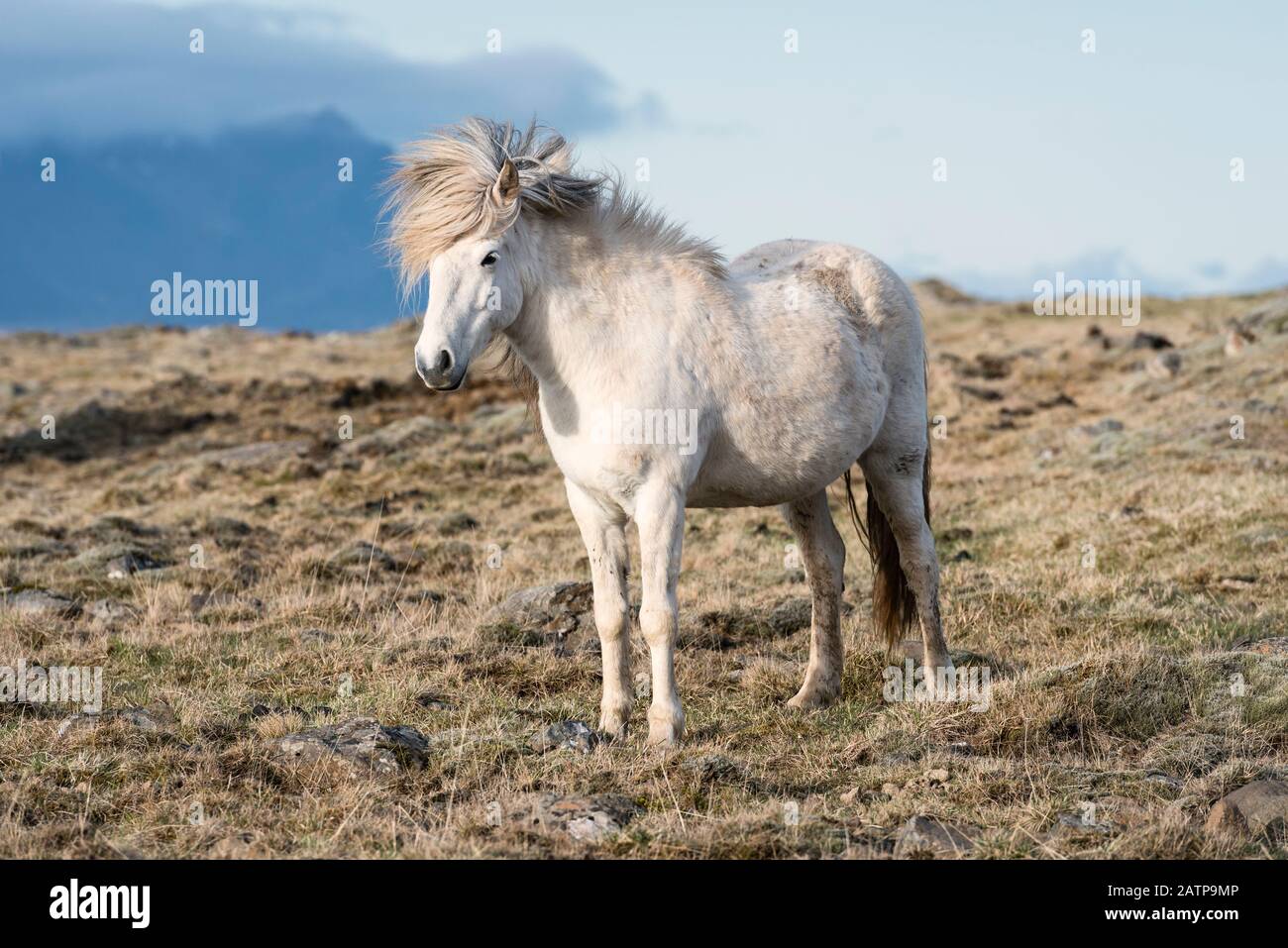 Un Cavallo Islandese, Islanda Occidentale Foto Stock