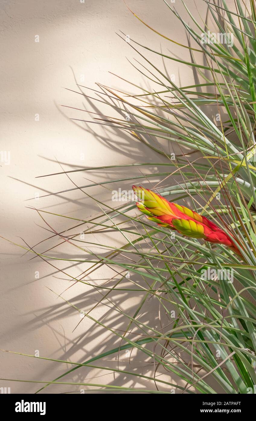 Cactus fiore contro muro di stucco alla luce del sole con ombra Foto Stock