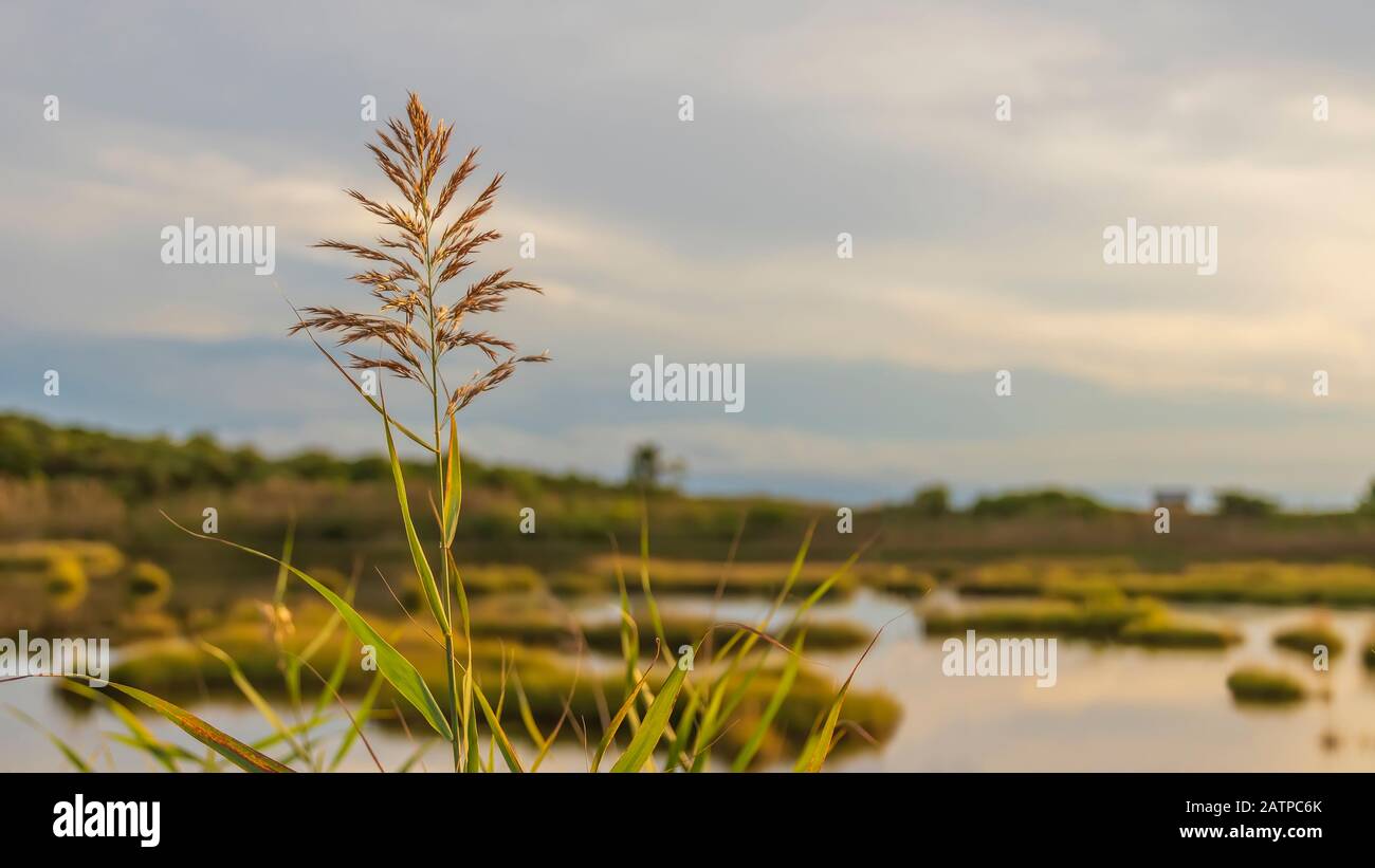 erba di grano in palude sollit Foto Stock