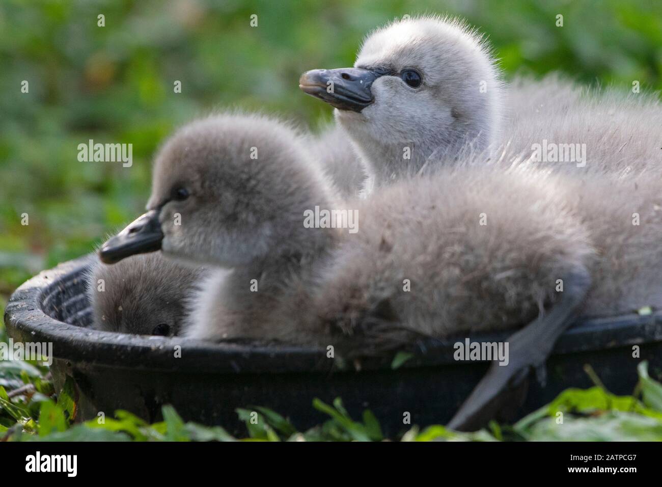 Singapore. 3rd Feb, 2020. Tre cigneti sono visti all'Eco Lake presso il Singapore Botanic Garden di Singapore, il 3 febbraio 2020. Un paio di cigni neri, tenuti dal Singapore Botanic Garden, hanno portato con successo 3 cignetti il 1 febbraio da una frizione di 4 uova che sono state poste alla fine di dicembre 2019. Credito: Poi Chih Wey/Xinhua/Alamy Live News Foto Stock