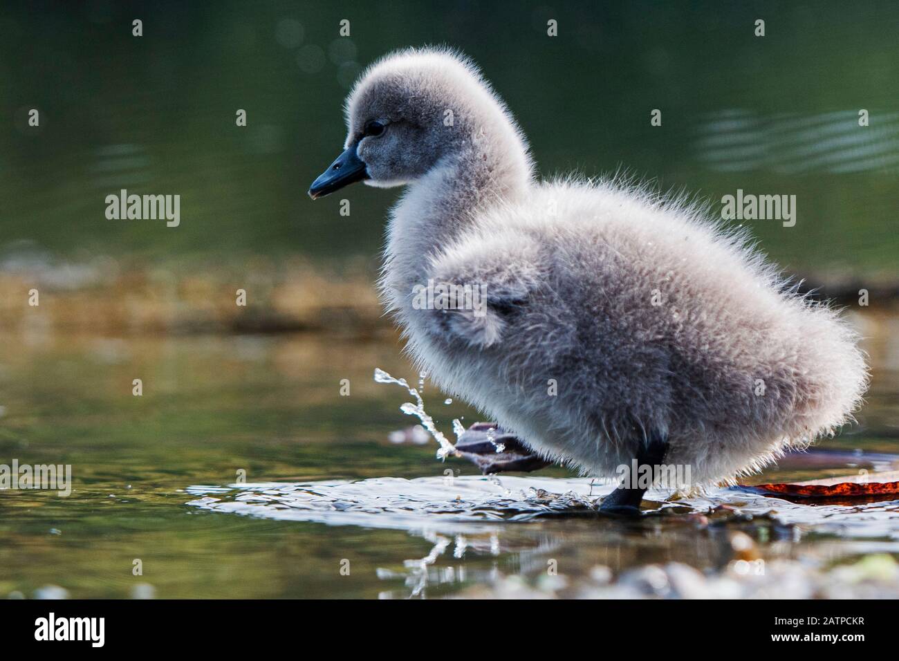 Singapore. 4th Feb, 2020. Il 4 febbraio 2020, un cygnet si sposta nell'Eco Lake del Singapore Botanic Garden di Singapore. Un paio di cigni neri, tenuti dal Singapore Botanic Garden, hanno portato con successo 3 cignetti il 1 febbraio da una frizione di 4 uova che sono state poste alla fine di dicembre 2019. Credito: Poi Chih Wey/Xinhua/Alamy Live News Foto Stock