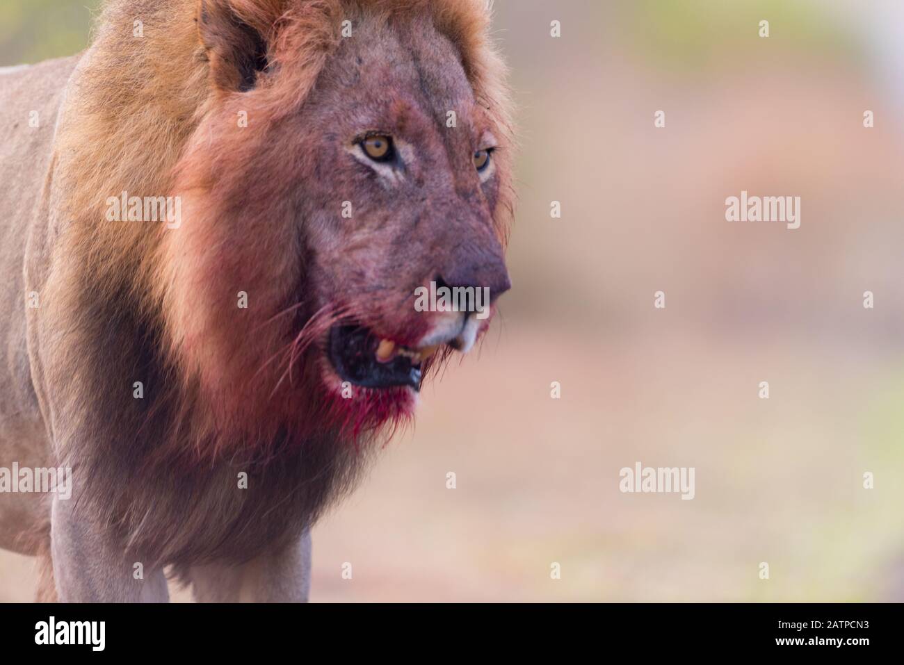 Leone con una mane sanguinosa, leone sangue viso Foto Stock
