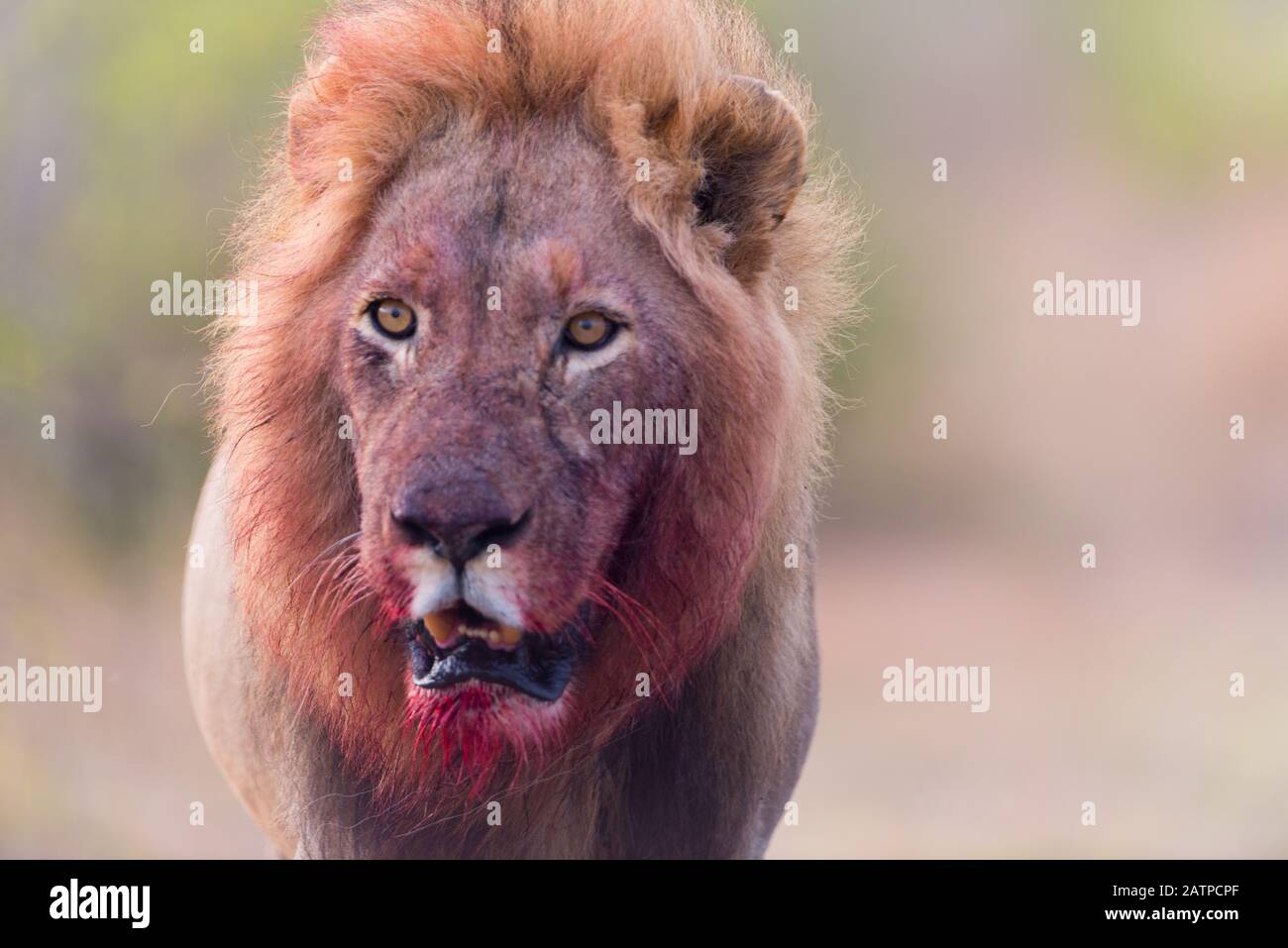 Leone con una mane sanguinosa, leone sangue viso Foto Stock