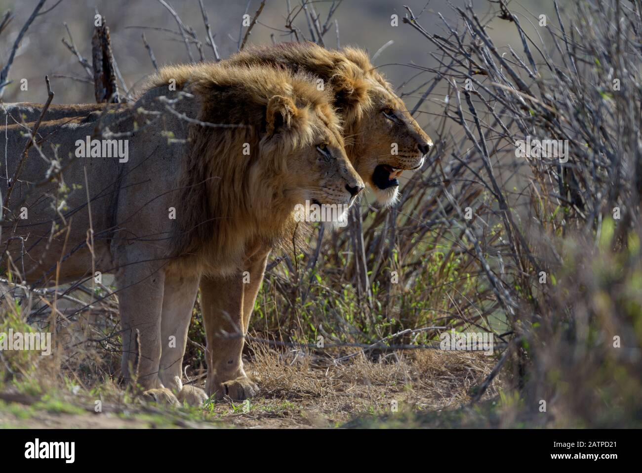 Coalizione maschio leone Foto Stock