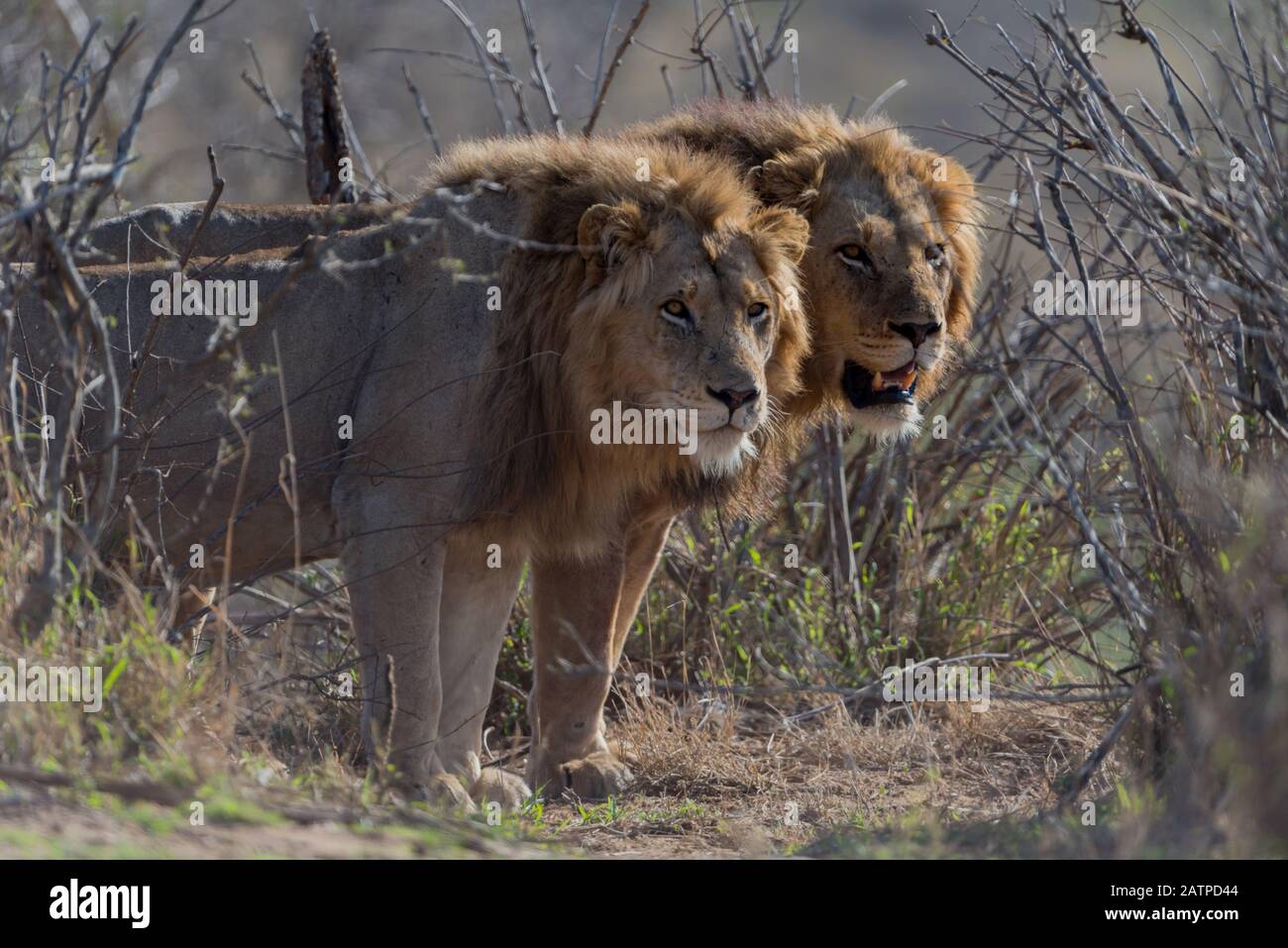 Coalizione maschio leone Foto Stock