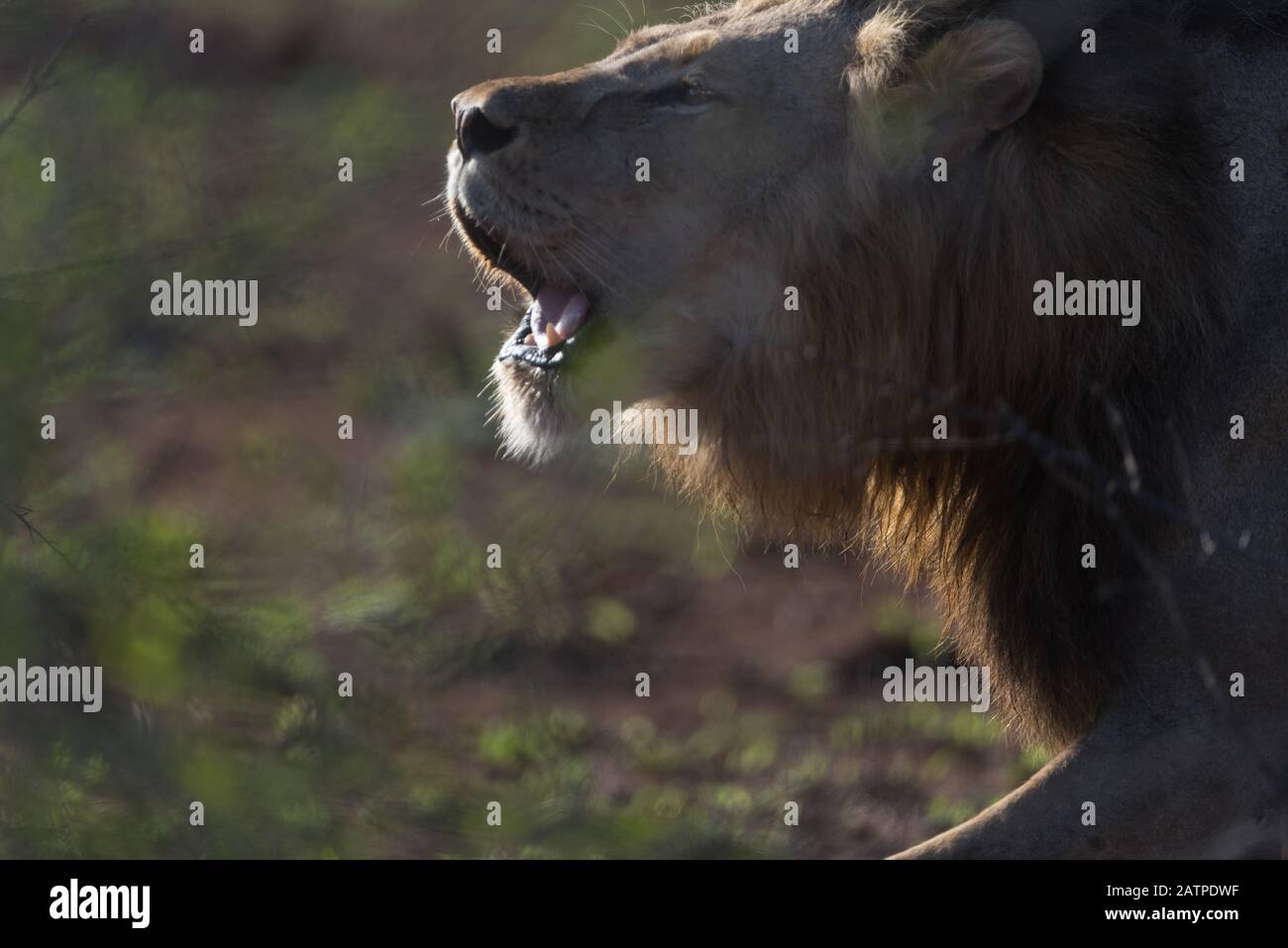 Leone maschile nella natura selvaggia dell'Africa Foto Stock