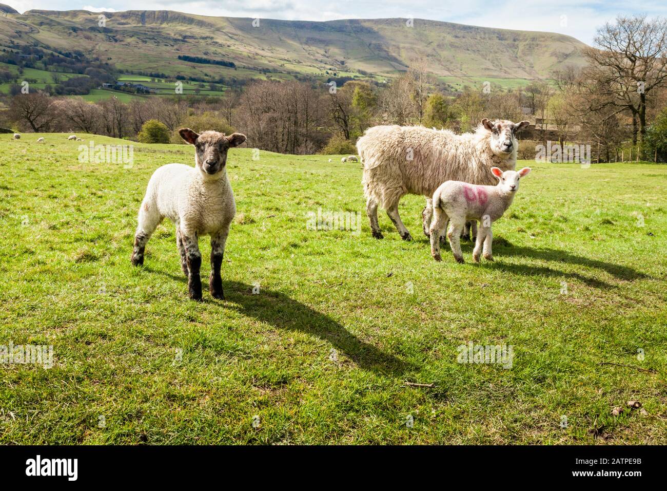 Le pecore e gli agnelli in primavera in un campo a Ollerbrook, vale di Edale, Derbyshire, England, Regno Unito Foto Stock