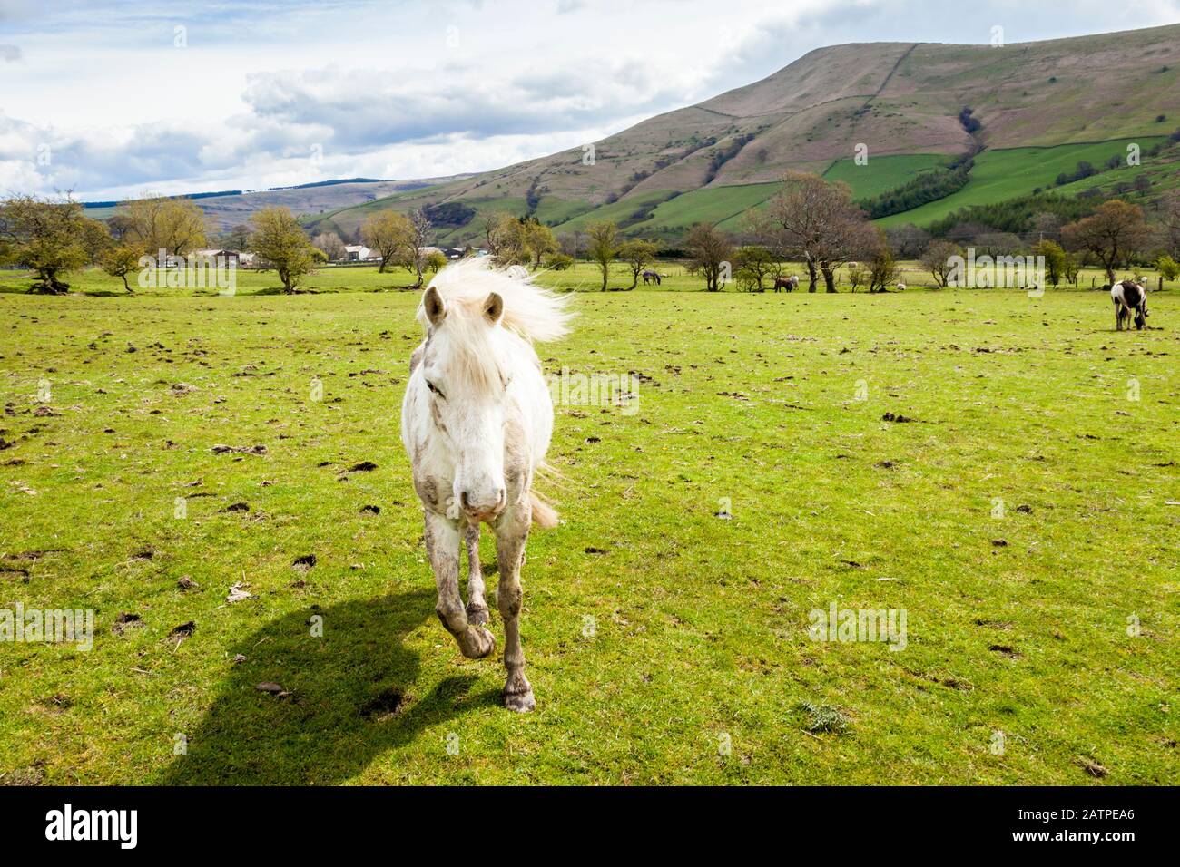 Un cavallo bianco in esecuzione in un campo, vale di Edale, Derbyshire, Peak District, England, Regno Unito Foto Stock