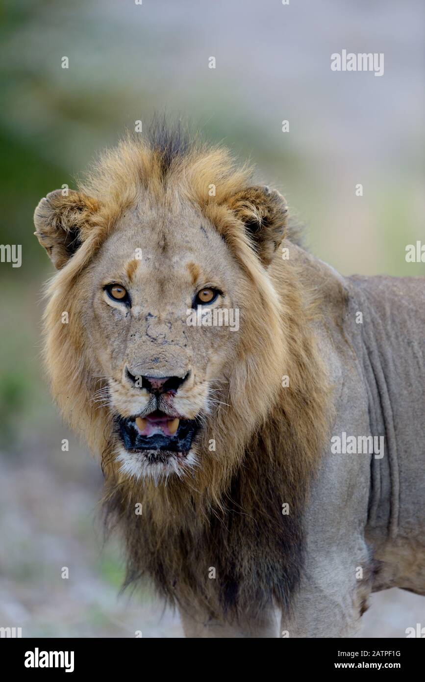 Ritratto di leone maschile nella natura selvaggia dell'Africa Foto Stock
