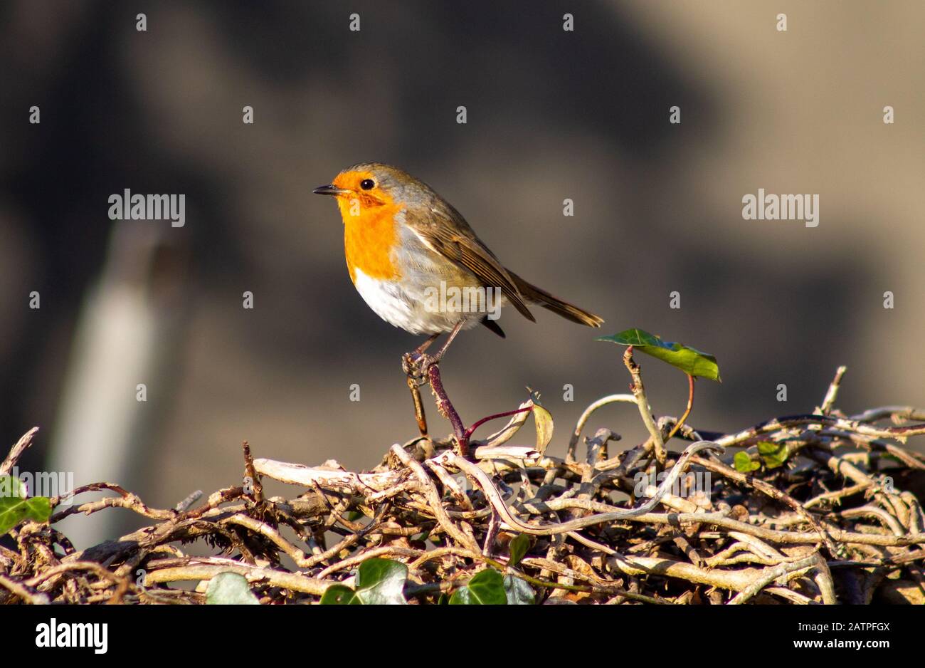 Robin europeo in adulto piumaggio appollaiato. Foto Stock