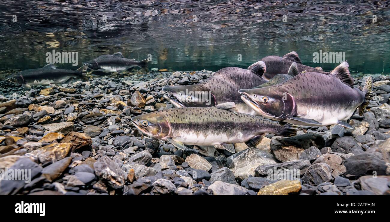 Salmone rosa (Oncorhynchus gorbuscha) femmina utilizzando la sua pinna anale per sondare la sua redd come quattro maschi desiderosi attendere per sorgare con lei in Hartney Creek, vicino ... Foto Stock