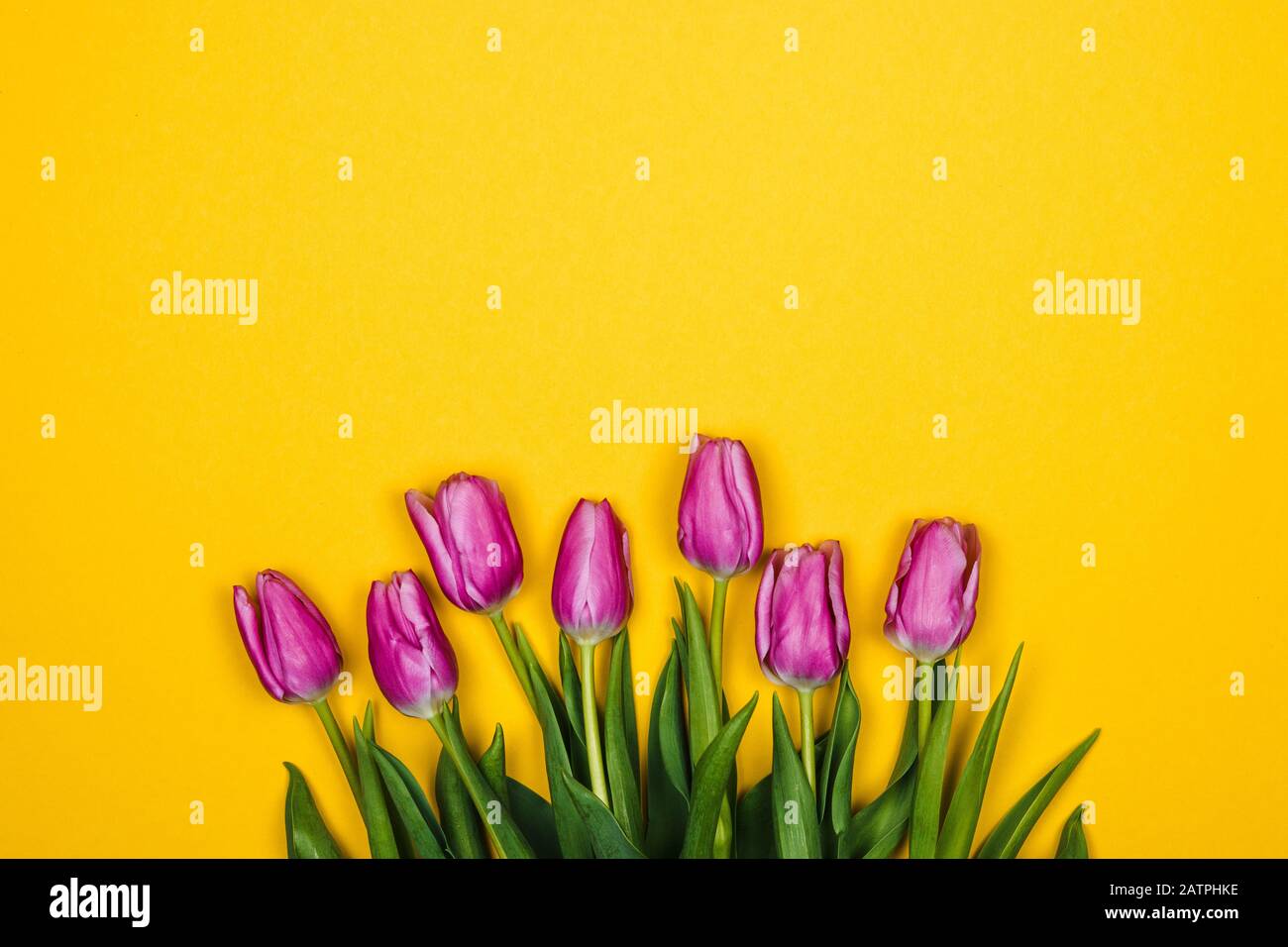 Rosa viola i tulipani su sfondo giallo. Design semplice Foto Stock
