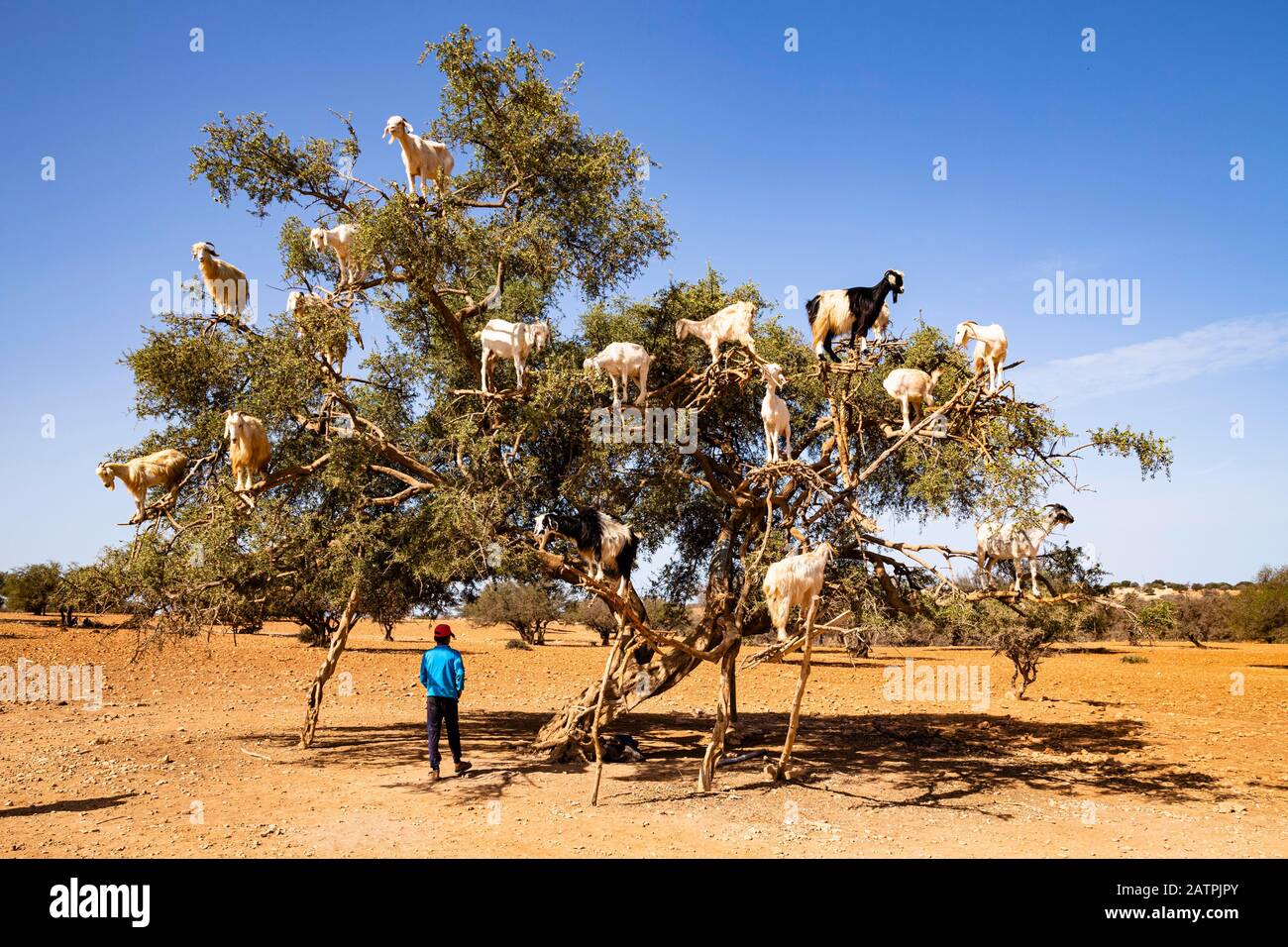 Capre (Capra aegagrus hircus) in un argano (Argania spinosa), vicino Essaouira, Marocco Foto Stock