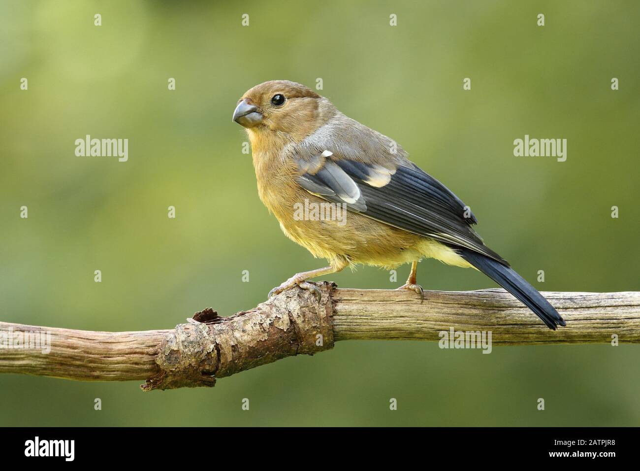 Corrida eurasiatica (Pirrhula pirrhula), uccello giovane su un ramo, Wilden, Renania Settentrionale-Vestfalia, Germania Foto Stock