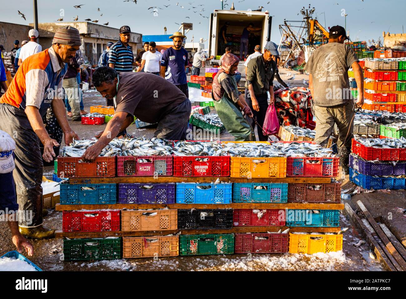 Pescatori che scaricano le catture della giornata al porto di Essaouira, Marocco Foto Stock