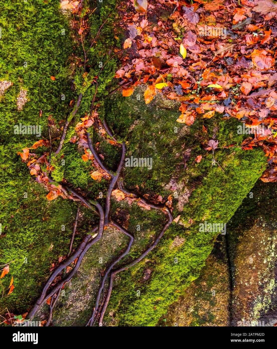 Modello di radici attraverso muschi verso foglie colorate d'autunno sul pavimento, ma guardando come e ariel vista di uno strano fiume che finisce in un mare di foglie. Foto Stock