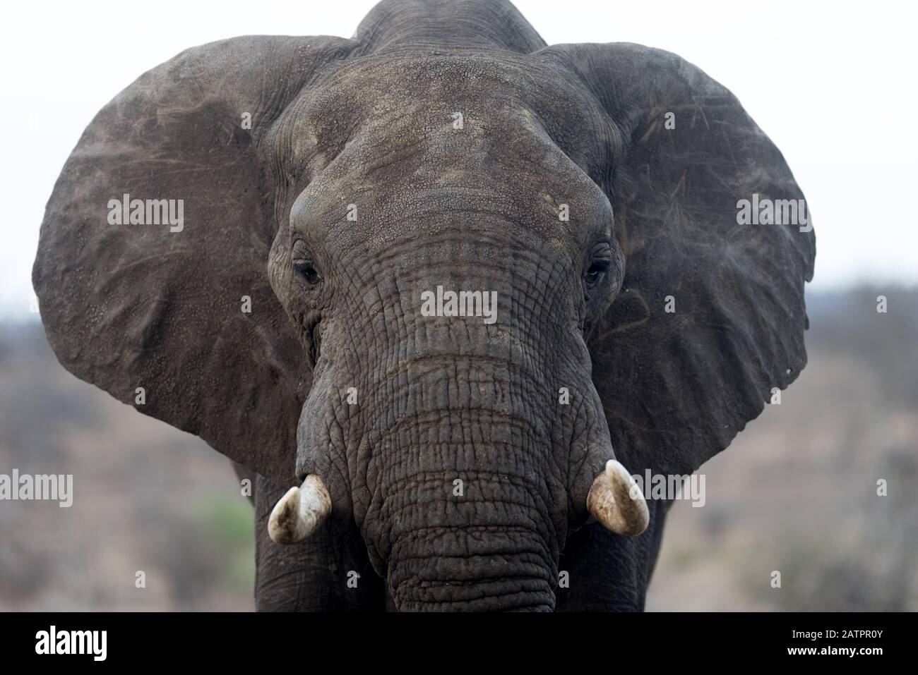 Elefante nella natura selvaggia dell'Africa Foto Stock