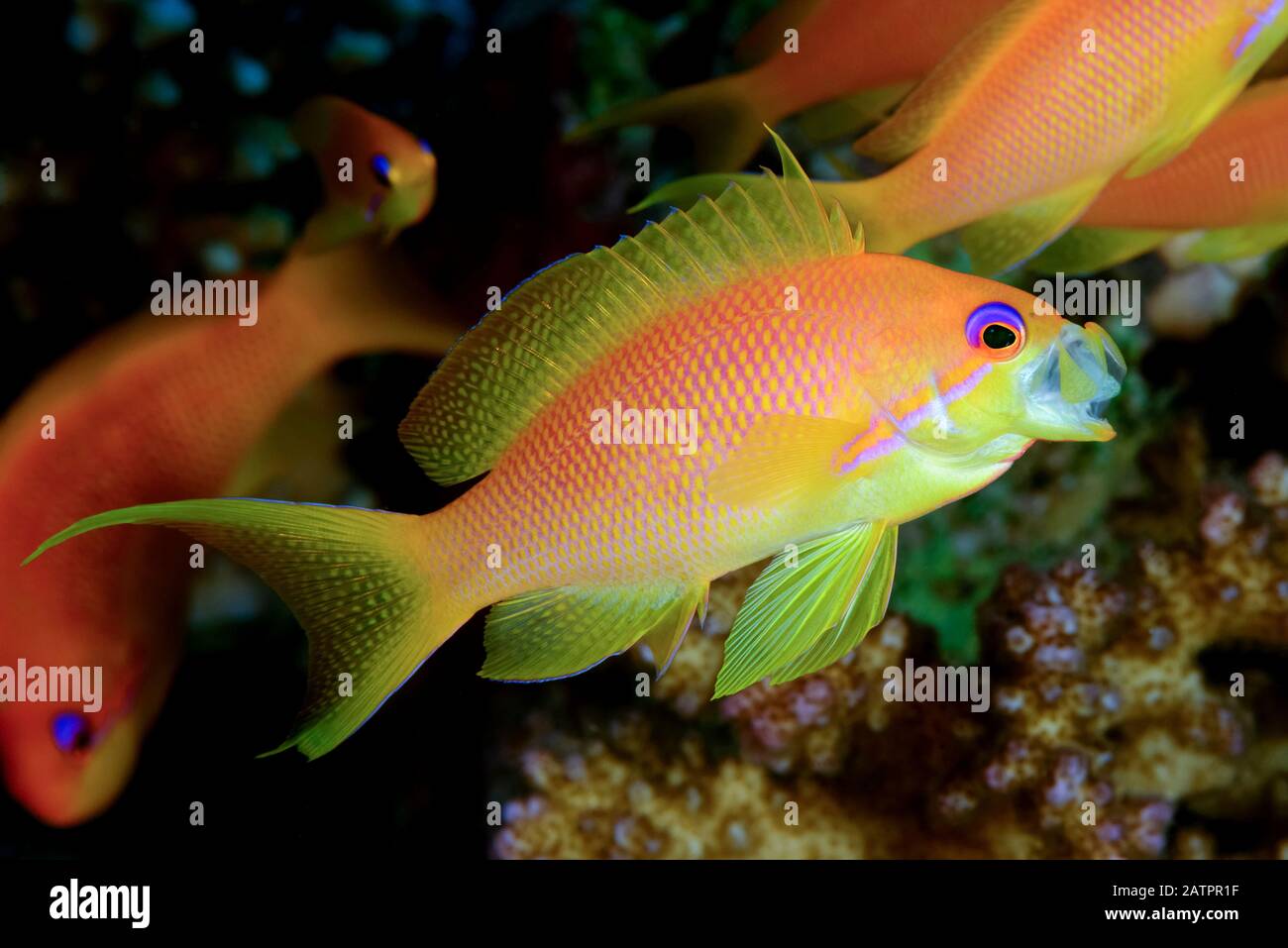 Sea Goldie O Red Coral Perch, Pseudanthias Squamipinnis, Femmina, Sbadiglio, Safaga, Egitto, Mar Rosso, Oceano Indiano Foto Stock