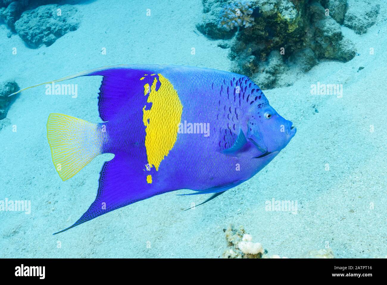 Yellowbar Angelfish, Pomacanthus Maculosus, Marsa Alam, Wadi Gimal, Egitto, Mar Rosso, Oceano Indiano Foto Stock