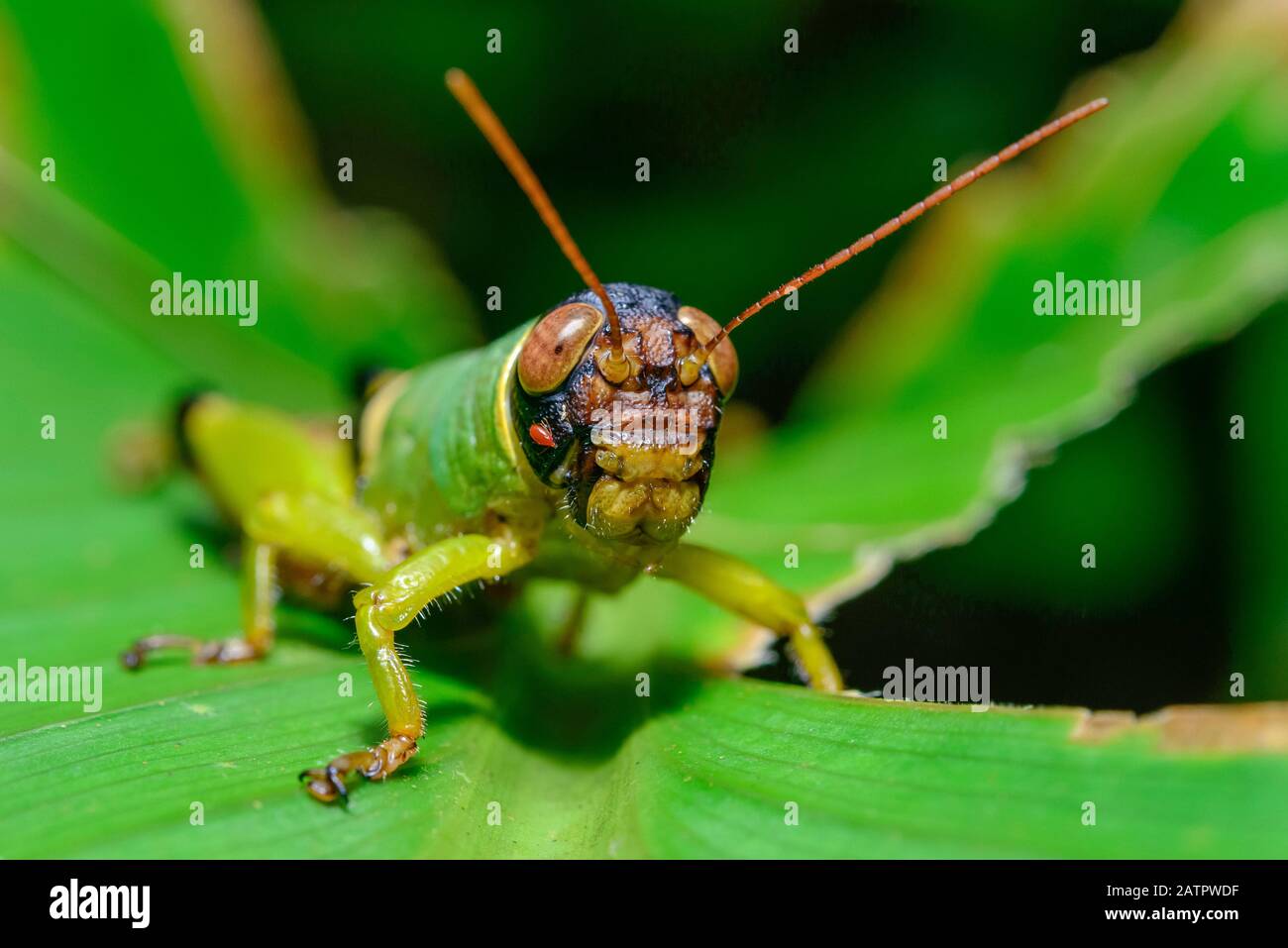 Green Grasshopper, Orthoptera (Ordine), Caelifera (Ordine Secondario), Costa Rica, Carara Nationa Park Foto Stock