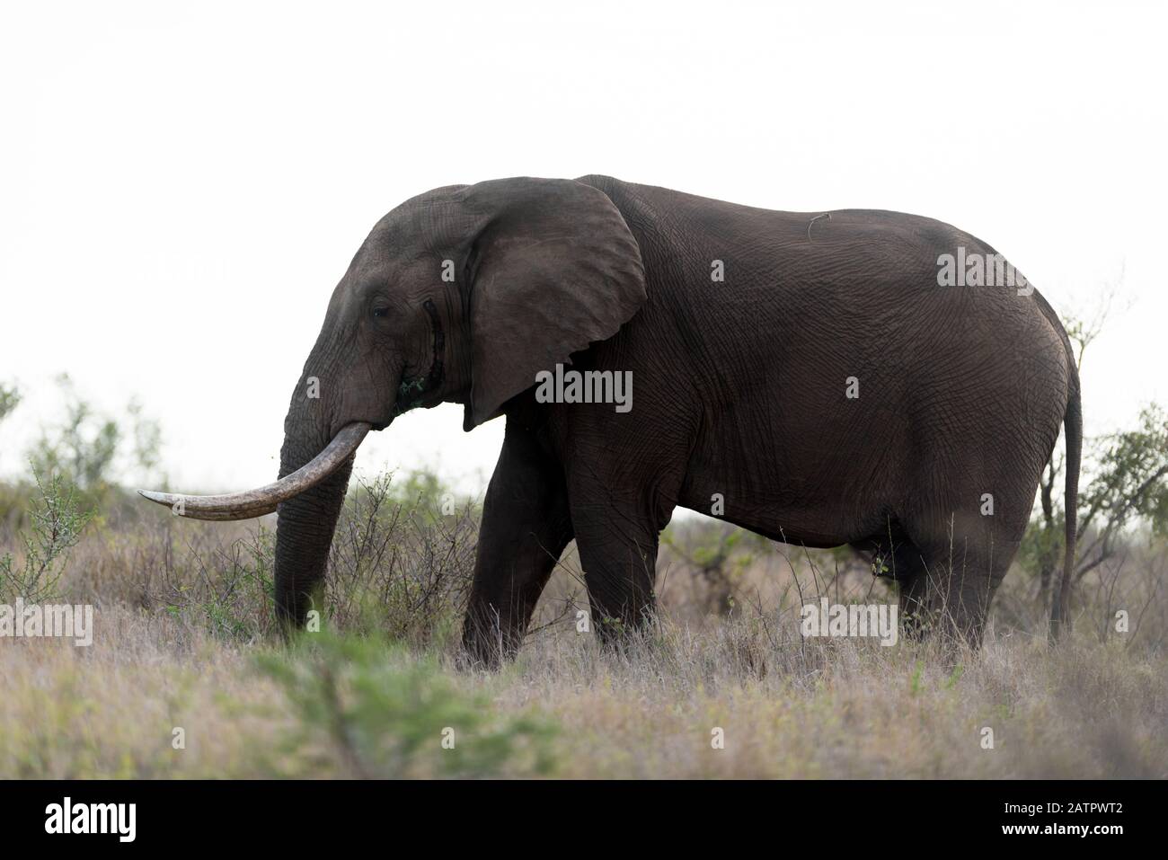 Elefante nella natura selvaggia dell'Africa Foto Stock