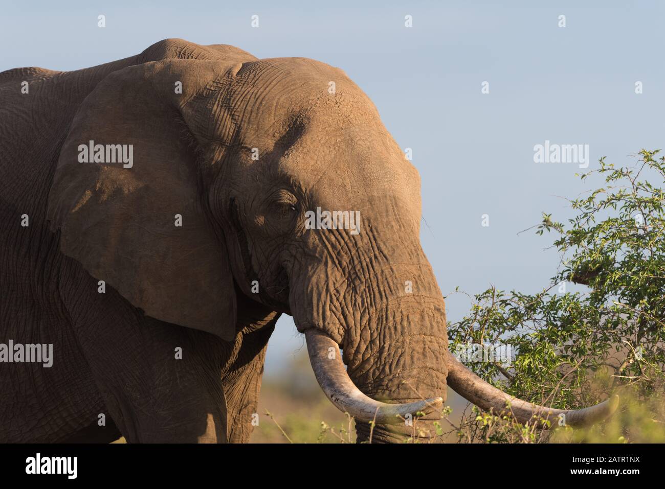 Elefante nella natura selvaggia dell'Africa Foto Stock