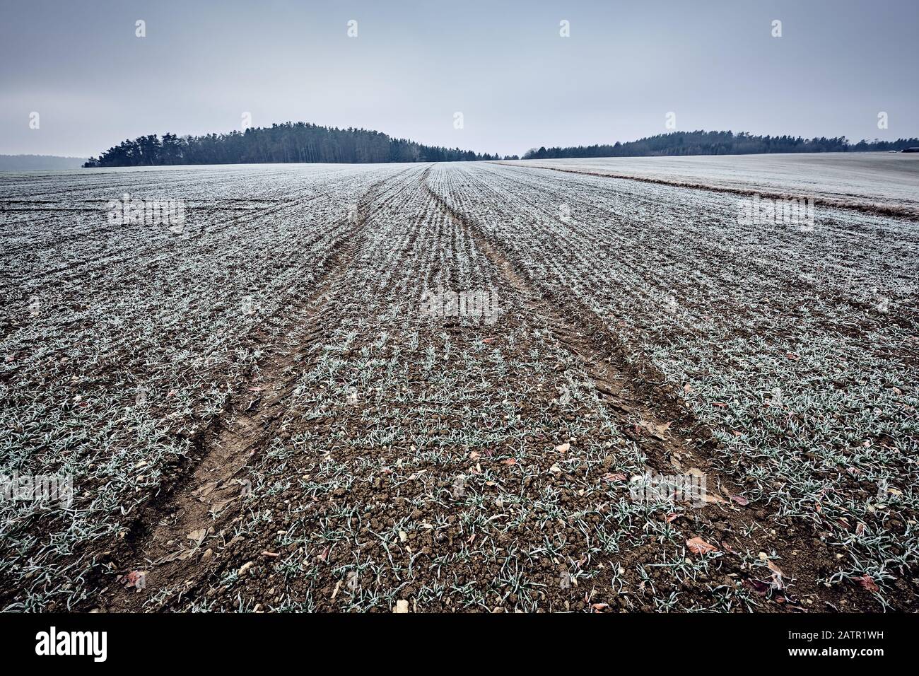 Campo agricolo con piccole piante congelate e cingoli trattore nella campagna Franconia in una giornata invernale moody. Visto in Baviera, Germania a Janu Foto Stock