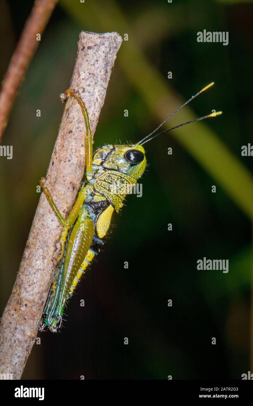 Unidentified grasshopper, Sinharaja Parco Nazionale dello Sri Lanka Foto Stock