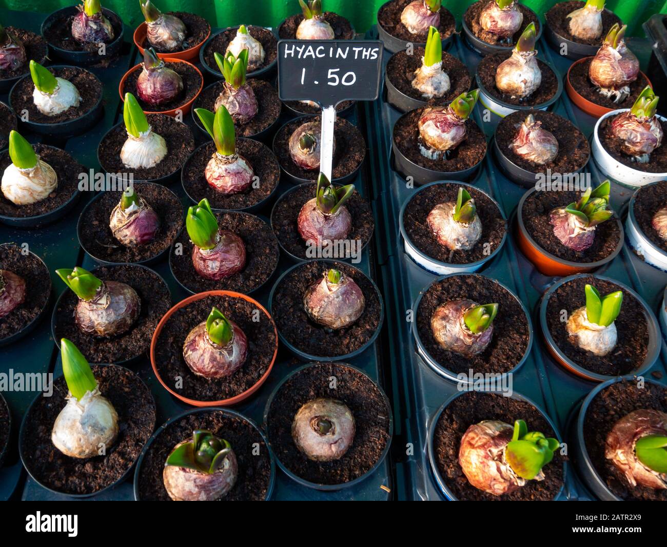 Garden Center mostra di piante Hyacinth vaso per la primavera prezzo a £1,50 ciascuno Foto Stock