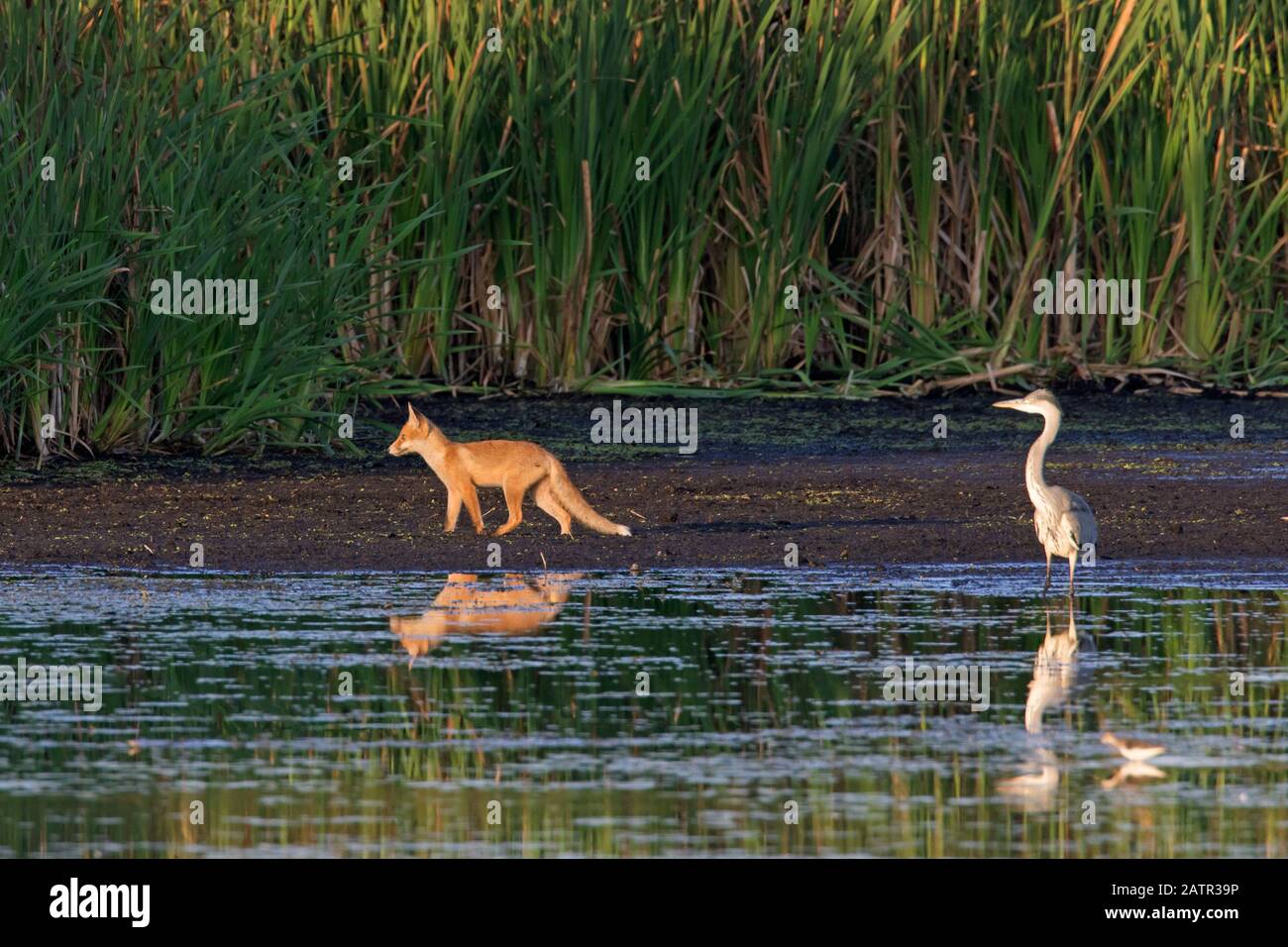 Airone grigio (Ardea cinerea) guardando volpe rossa (Vulpes vulpes) giovani foraging lungo la riva del lago e letto di canna in estate Foto Stock