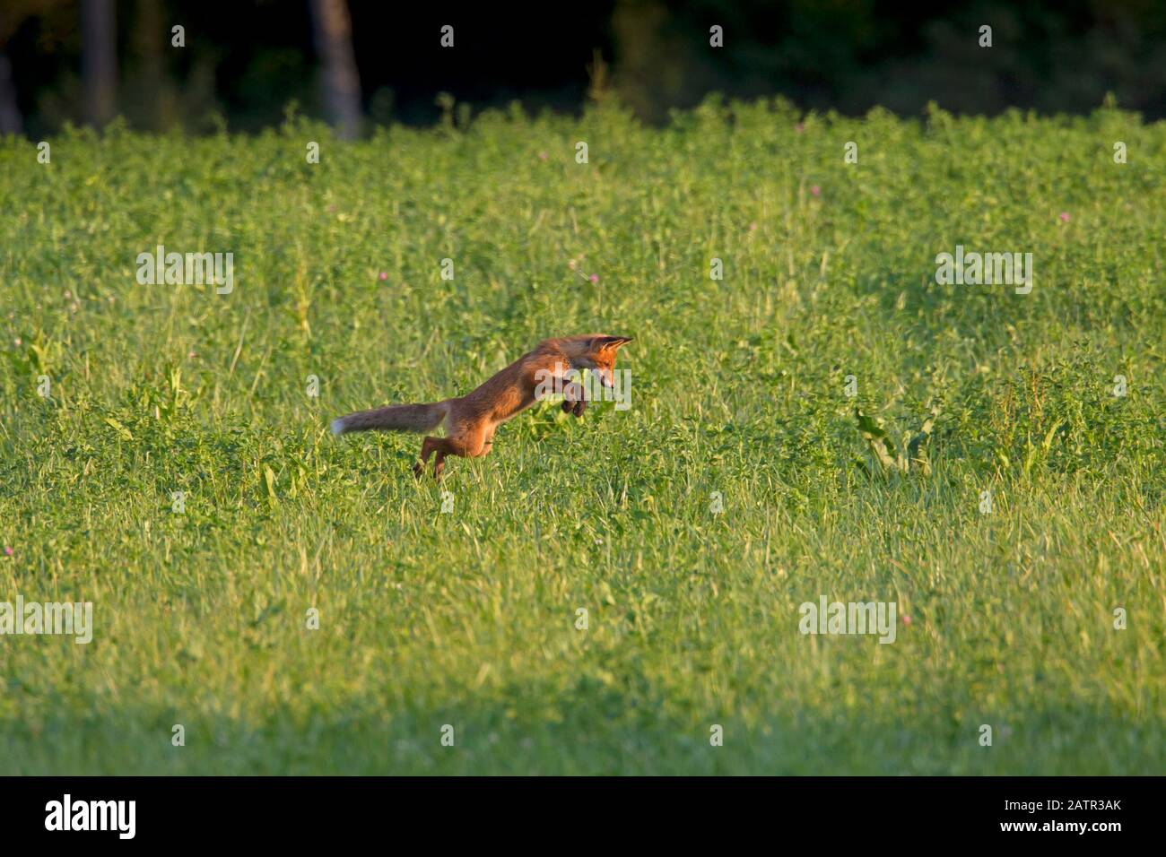 Volpi rossi giovani (Vulpes vulpes) che cacciano topi saltando attraverso l'aria e saltando sul roditore in prato al tramonto Foto Stock