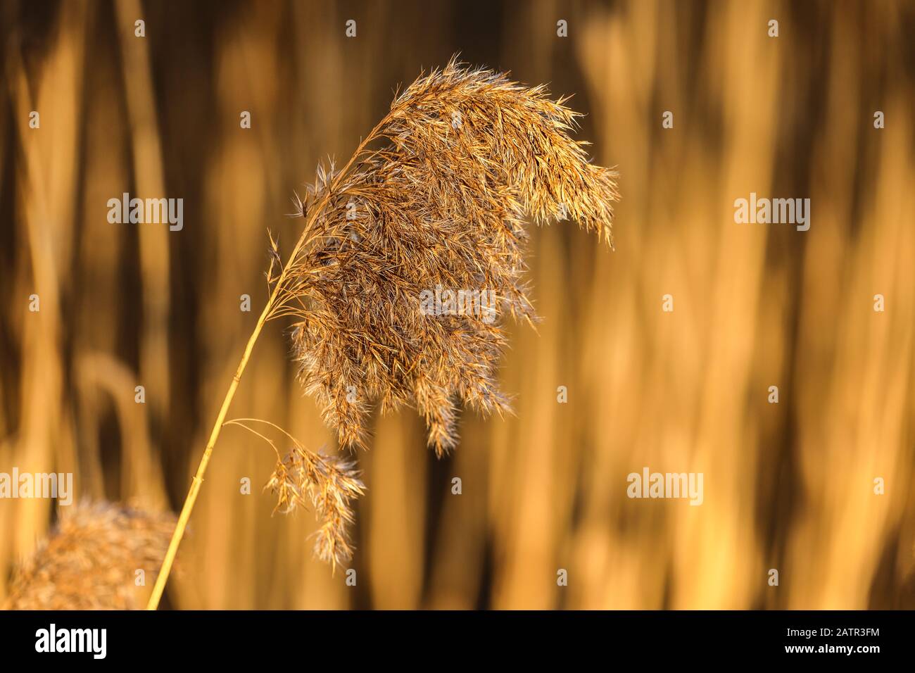 La bella luce serale illuminerà le canne. Foto Stock