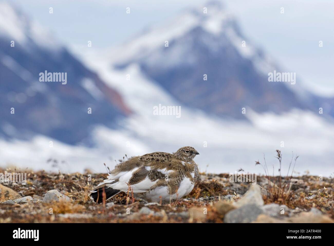 Rock ptarmigan (Lagopus muta / Lagopus mutus) femmina sulla tundra in autunno, Svalbard / Spitsbergen, Norvegia Foto Stock