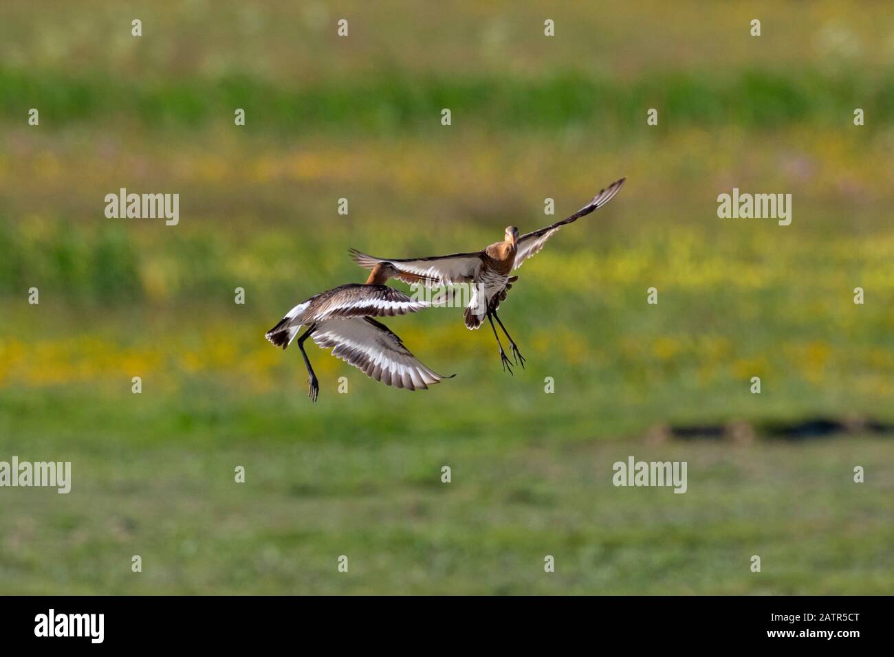 Due maschi dalla coda nera godwit (Mimosa limosa) che combattono in erba in primavera Foto Stock