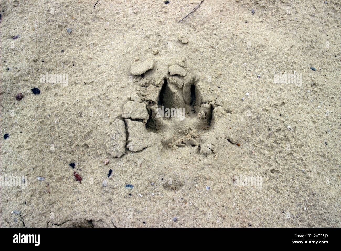 Traccia o footprint del cane o del lupo sulla sabbia bagnata. Traccia animale sul terreno Foto Stock