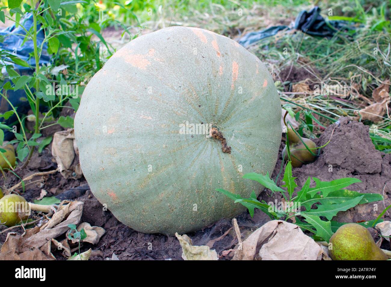 Un'enorme zucca verde grigia nell'area suburbana. Autunno, raccolta, giardino. Foto Stock