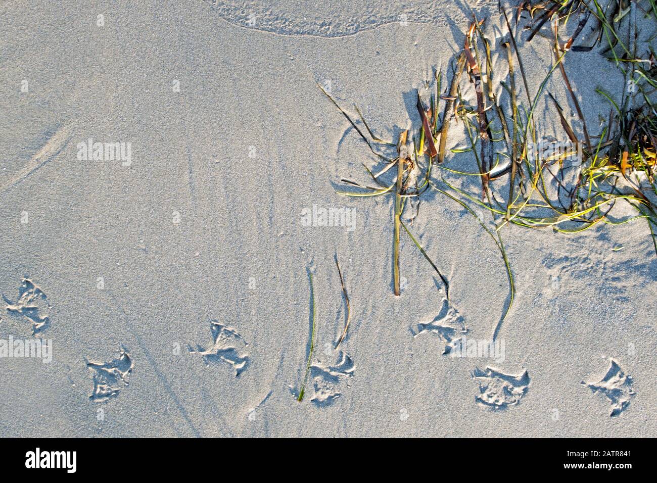tracce di uccelli sulla sabbia, mare, alghe, vista dall'alto. Foto Stock