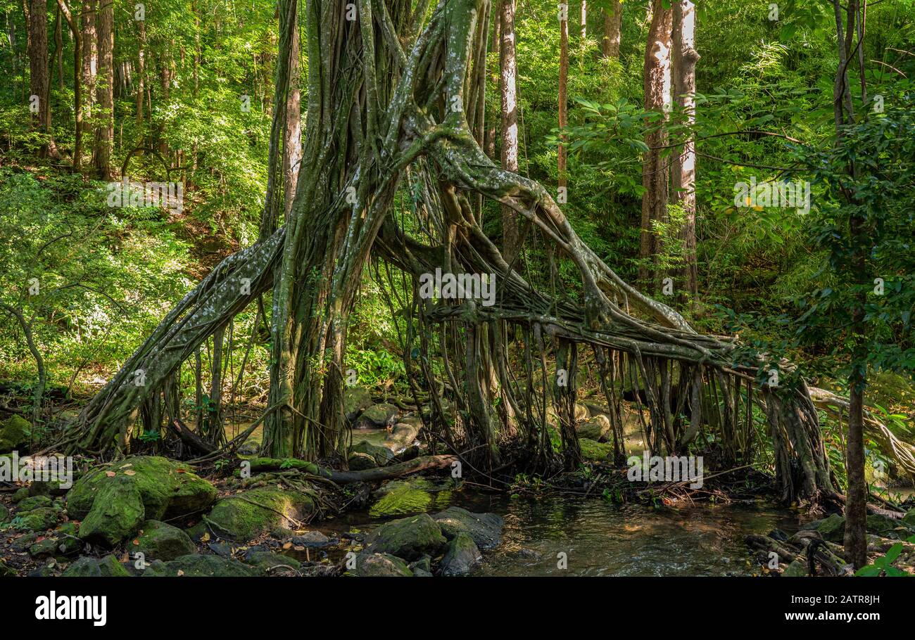 Forma Spooky delle radici appese dell'albero di banyan sopra un ruscello nelle foreste di Oahu nelle Hawaii Foto Stock