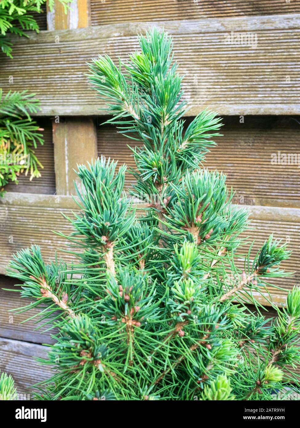 Immagine dettagliata di abete bianco nano (Picea Glauca Conica), detto anche zucchero pane abete rosso Foto Stock