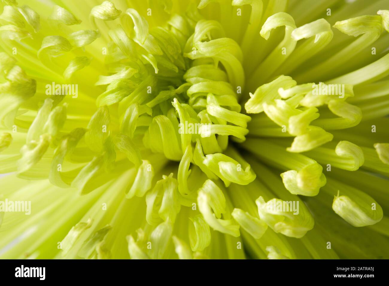 Verde sullo sfondo di fiori Foto Stock