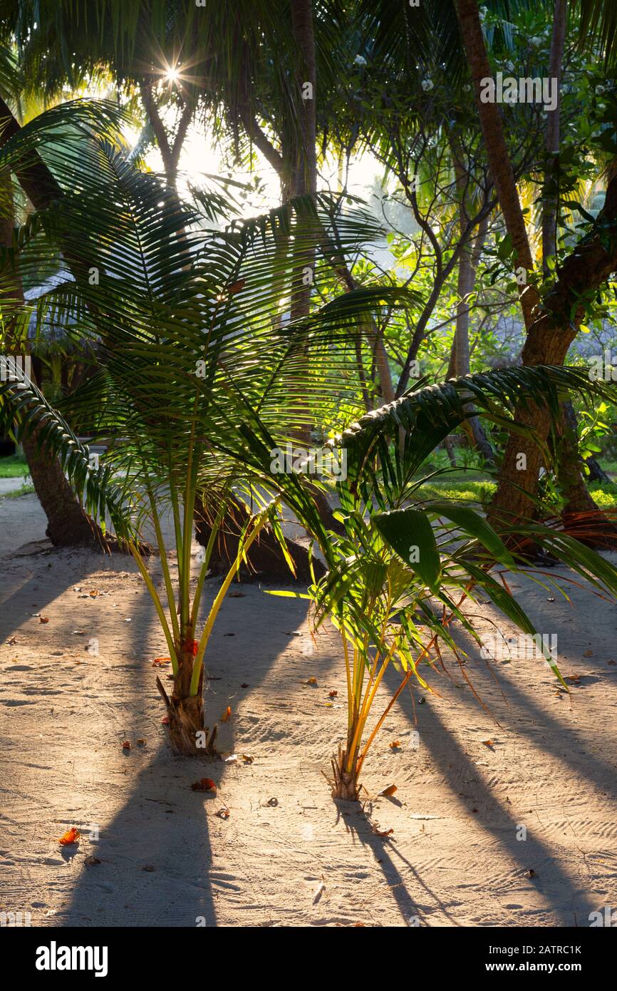 Palme abstract, palme fronds e foglie di palma, come sfondo naturale astratto, le Maldive Asia, Foto Stock