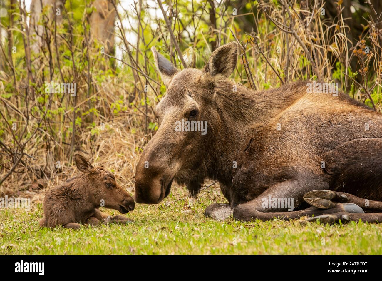 Momento tenero tra alce di vacca (Alces alces) e vitello, Alaska centro-meridionale; Anchorage, Alaska, Stati Uniti d'America Foto Stock
