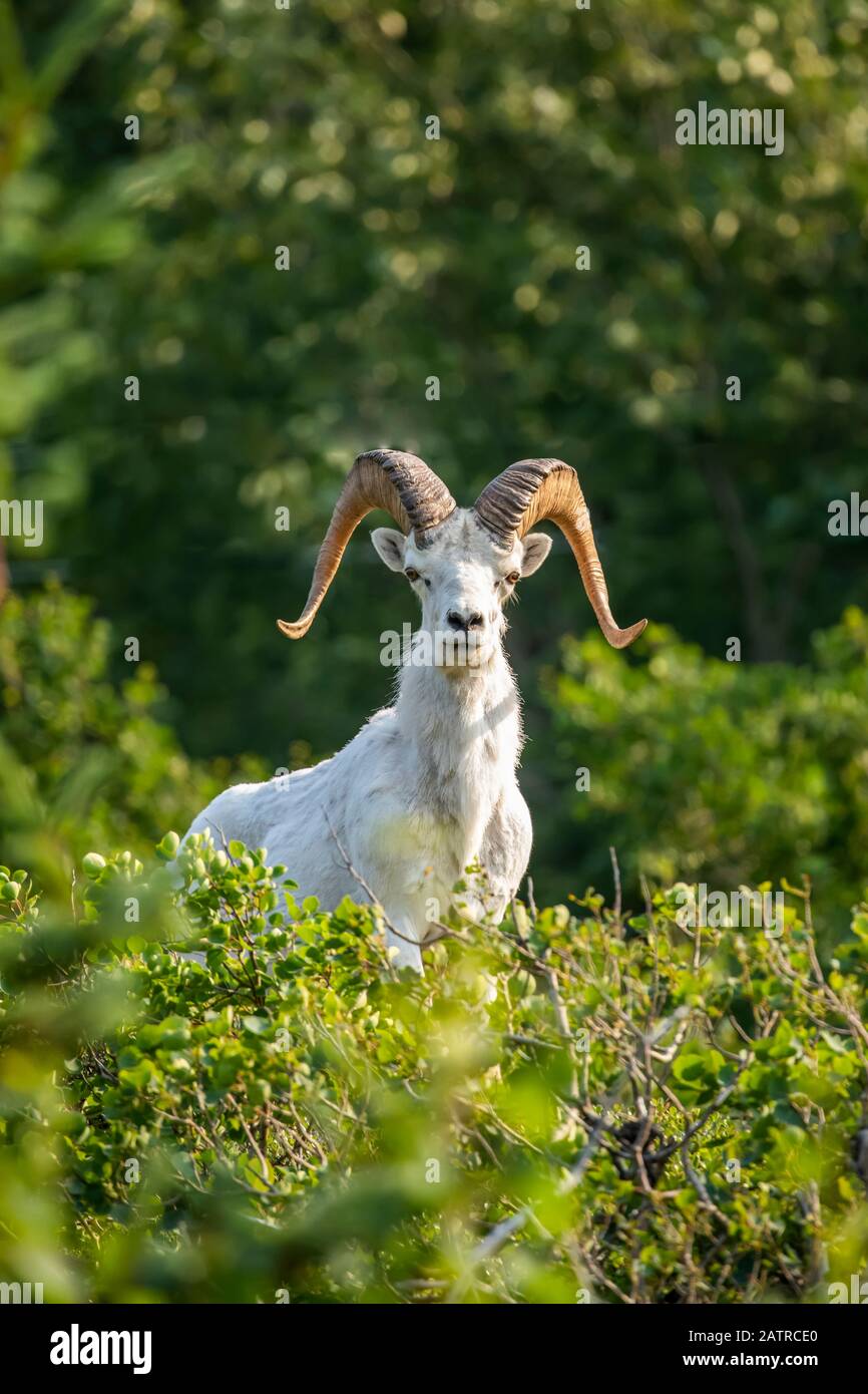 L'ariete di pecora (Ovis dalli) nella zona di Windy Point delle montagne di Chugach, Alaska centro-meridionale di Anchorage Foto Stock